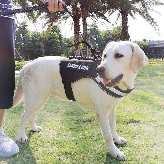 Pet Supplies New Frog Buckle Dog Leash Medium And Large Dogs Cushion Anti-Storm Nylon Anti-Escape Traction Rope Emporium Discounts 5 Daily Products Or Gadgets Per Day