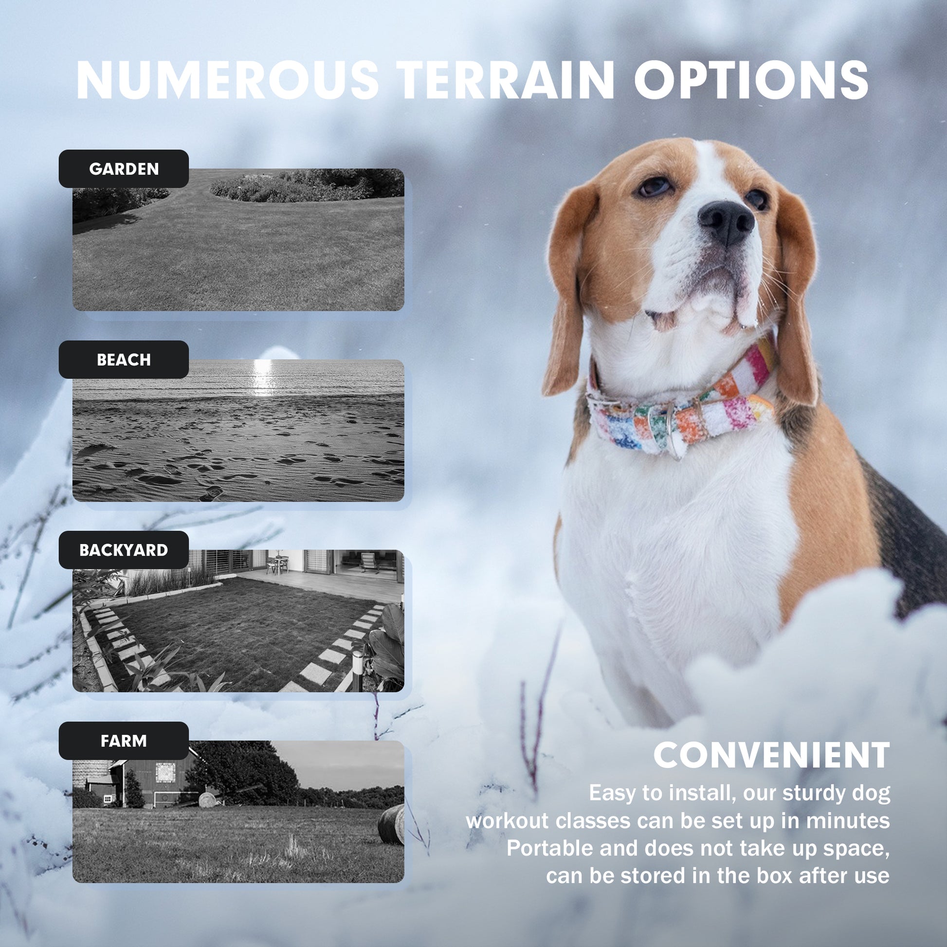 Pet Chase Toys Home Training Supplies Emporium Discounts